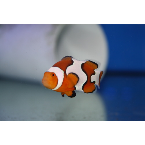 Picasso Clownfish Pair