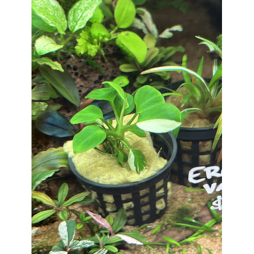 Anubias "Panda Coin"