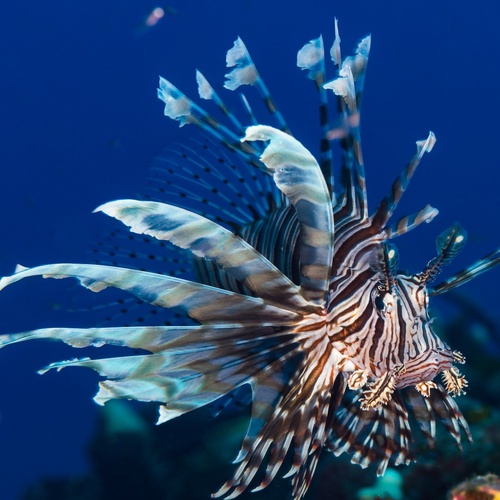 Volitan Lionfish XL