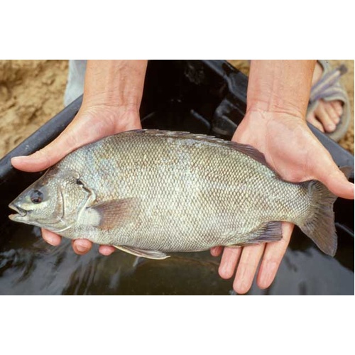 Barcoo Grunter/Jade Perch 5-10cm