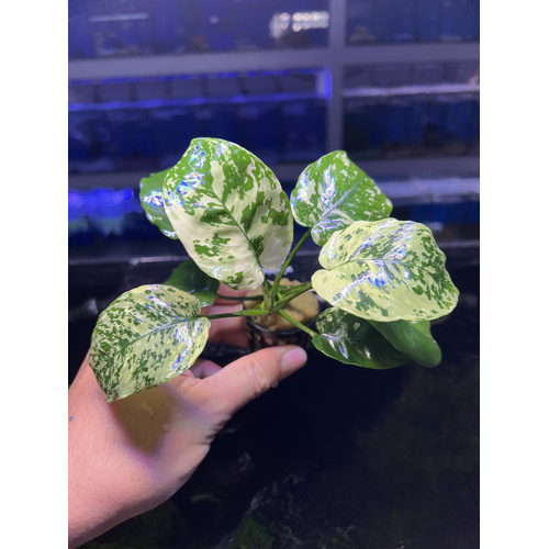Anubias "Var King" DISPLAY SIZE