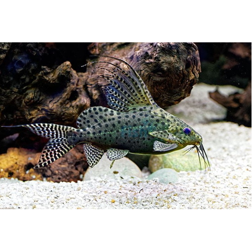 Featherfin Squeaker Catfish 4cm