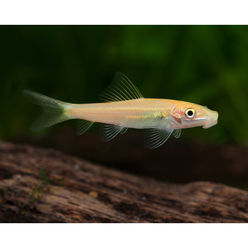 Gold Sucking catfish