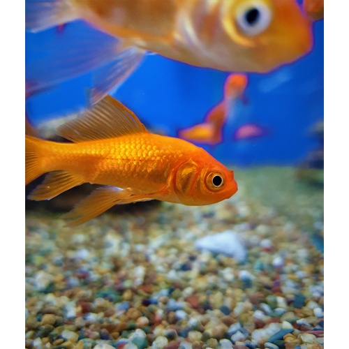 Goldfish 5cm Comet