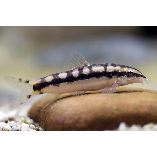 Dwarf Chain Loach