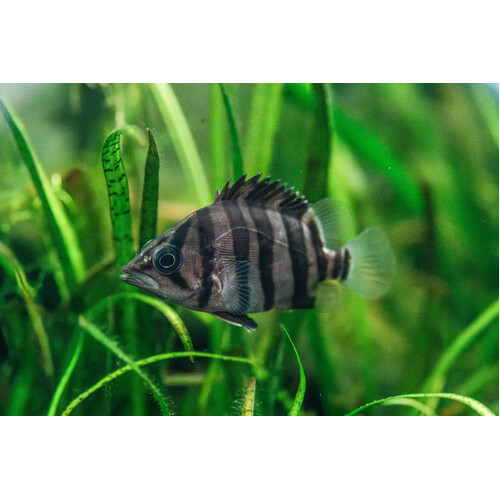 Indonesian Datnoid 10-15cm