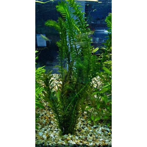 Elodea Densa