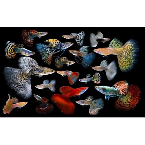 Fancy Guppy