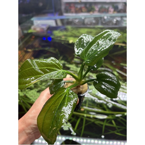 Echinodorus "Iguazu 2009" - Medium