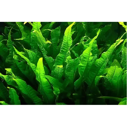 Java Fern Medium Bunch