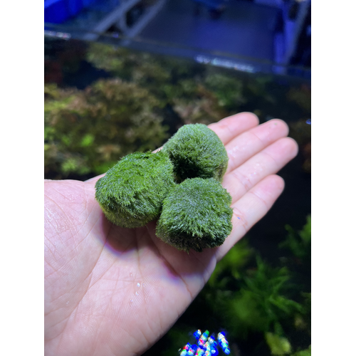 Marimo Moss Ball 3-4cm