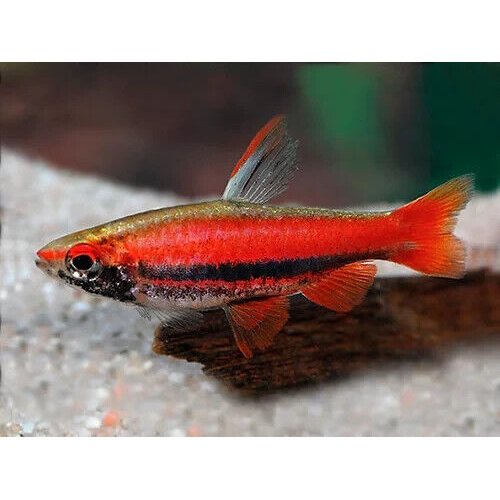Pencil Fish 'Peru Red' Type 2 Pair