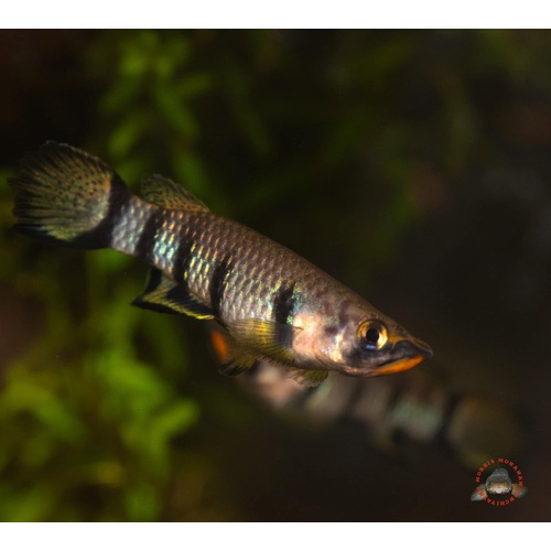 Redchin Panchax - Epiplatys dageti PAIR
