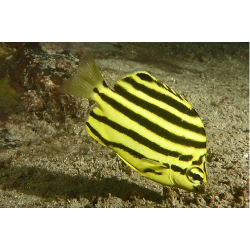 Australian Stripey