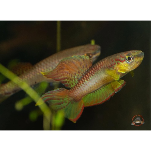Aphyosemian Volcanum Killifish-