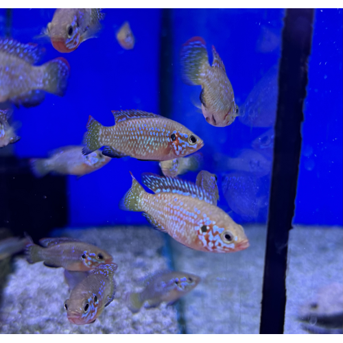 Blue Neon Jewel Cichlid