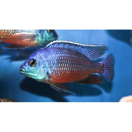 Red Empress 5cm