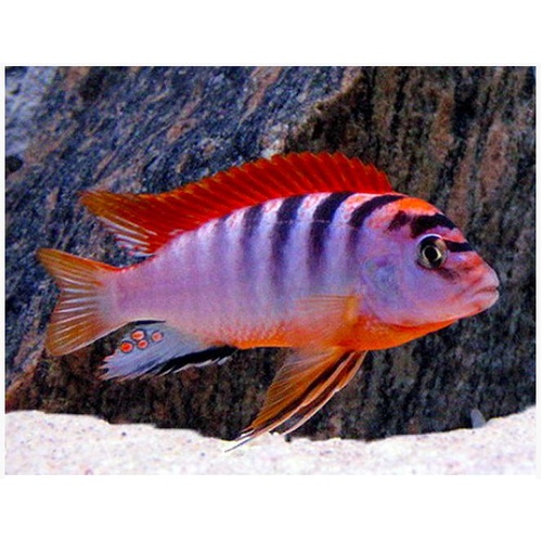 Hongi Super Red
