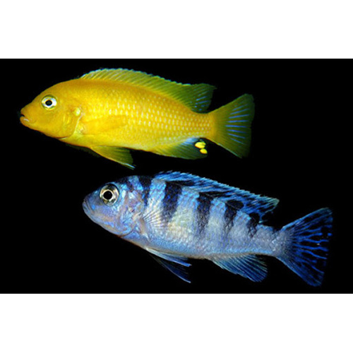 Maylandia Lombardoi 5cm