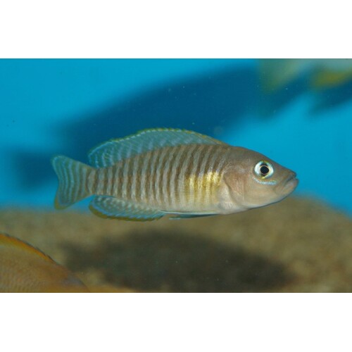Neolamprologus multifasciatus (Shell Dweller)