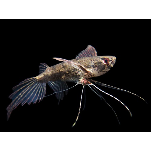 Butterfly Fish Pantadon