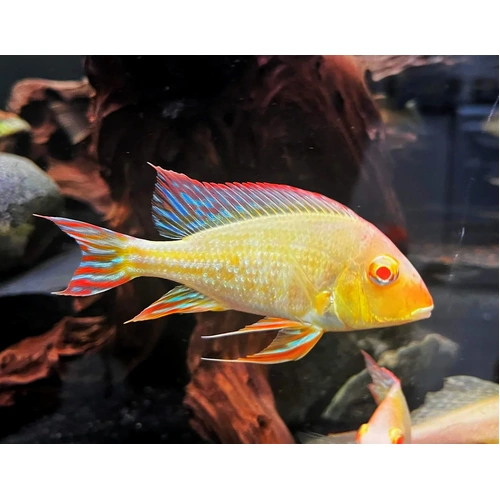 Albino Red Head Tapajo 5-6cm