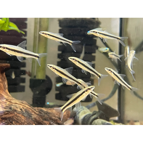 Siamese Algae Eater 5cm