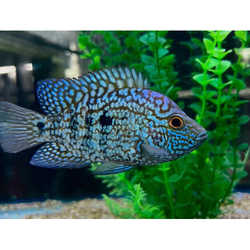 Blue Texas Cichlid