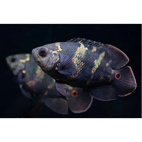 Oscar (Wild Caught)