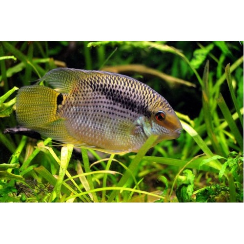 Festivum Cichlid