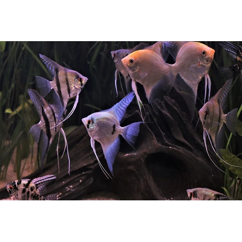 Angelfish Freshwater Medium (5-7cm)