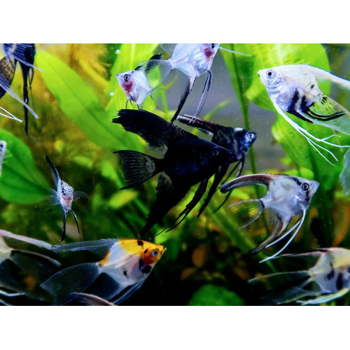 Freshwater Angelfish (Small)