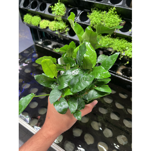 Anubias Potted
