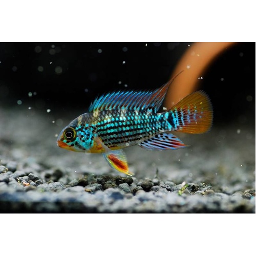 Apistogramma Alto Tapiche