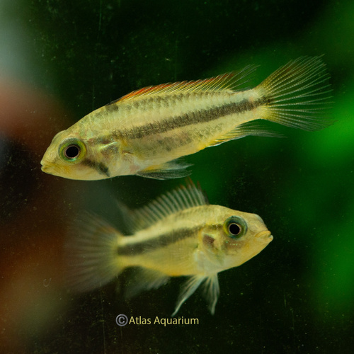 Apistogramma Cacatuoides 