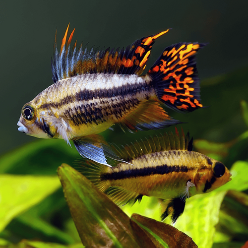 Apistogramma Cacatuoides "Double Red"