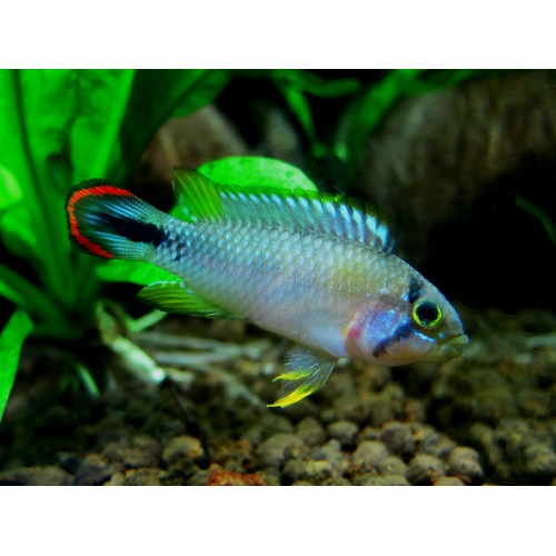 Apistogramma Panduro
