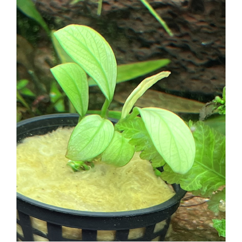 Anubias "Jade Longleaf"