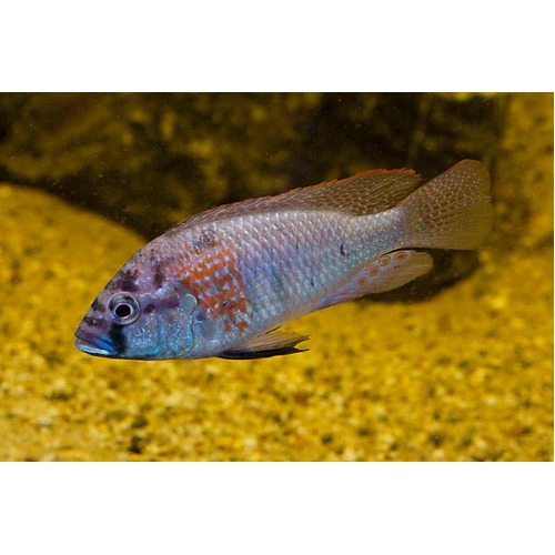 Astatotilapia Burtoni Cichlid