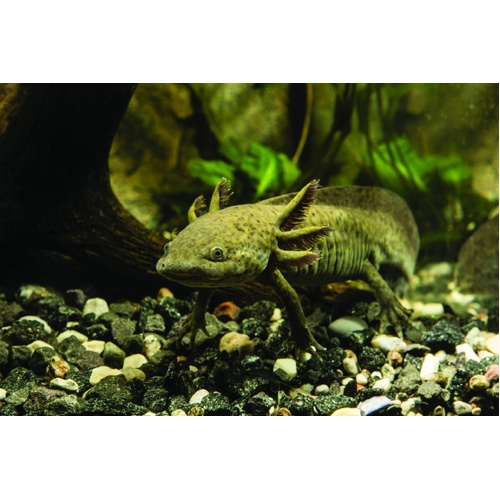 Axolotl - Mexican Walking Fish