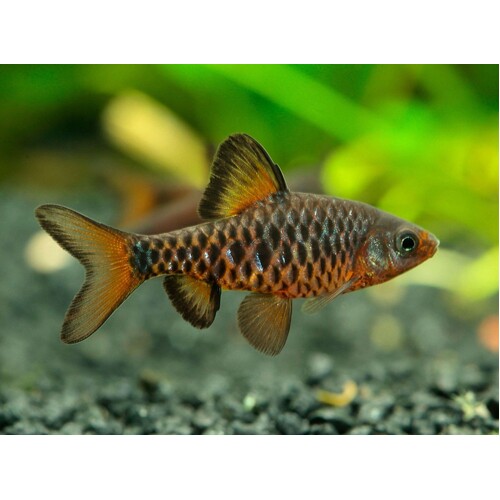 Checker Barb