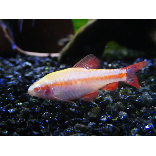 Albino Cherry Barb