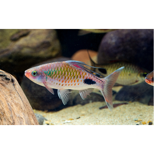 Filament Barb