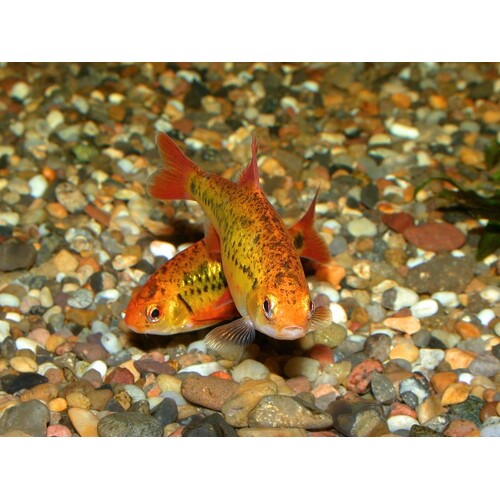 Gold Barb