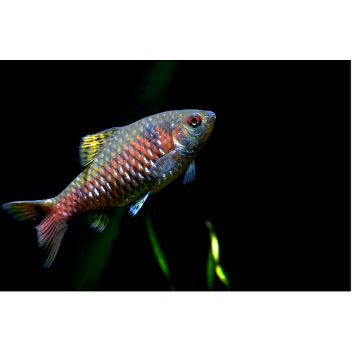 Odessa Barbs