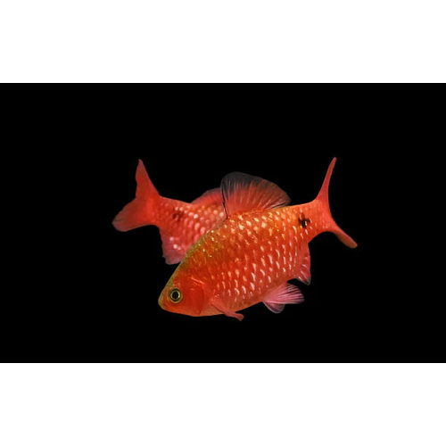 Chilli/Glowlight Rosy Barb