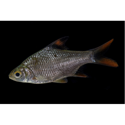 Tinfoil Barb 7 cm