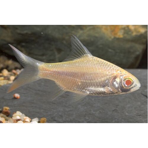 Albino Tinfoil Barb 10cm