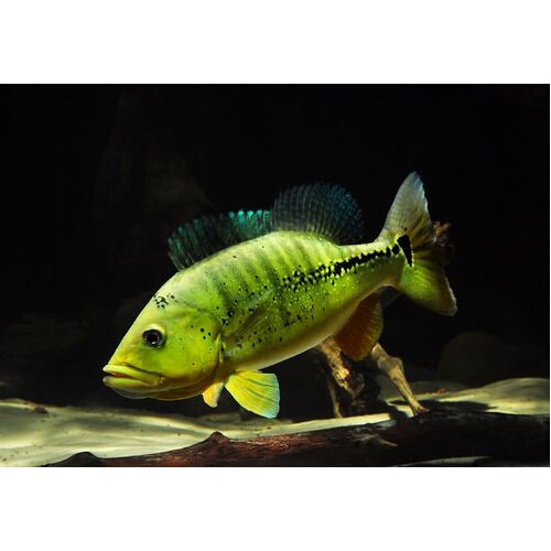 Melaniae Peacock Bass (20cm)