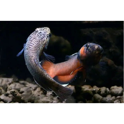 Betta Albimarginata Pair